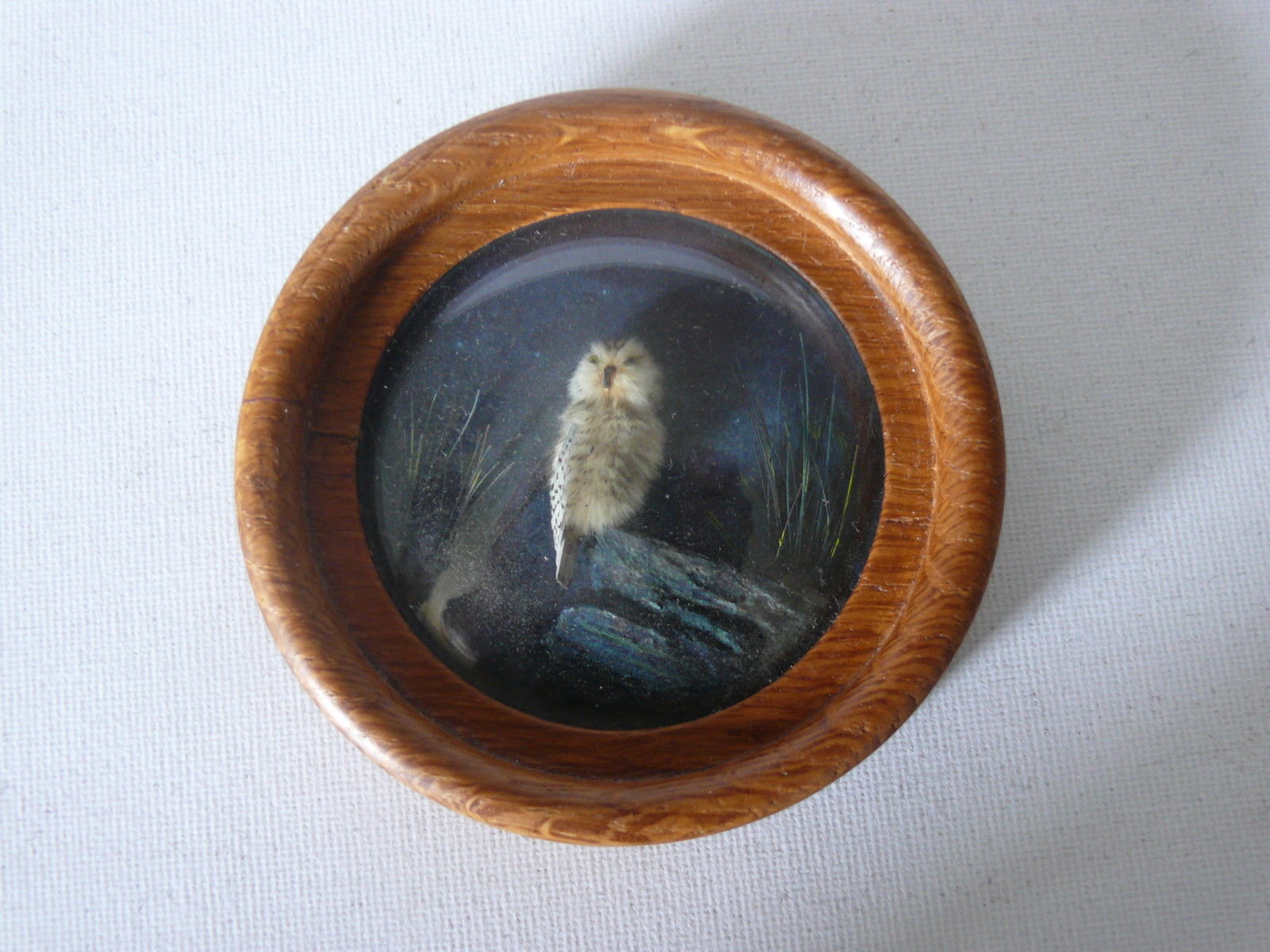Snowy Owl